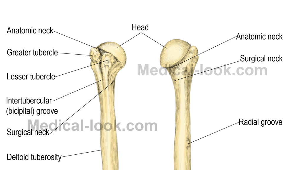 proximal humerus se numește fluid în articulația genunchiului