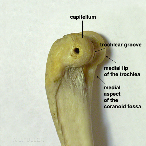lateral humerus