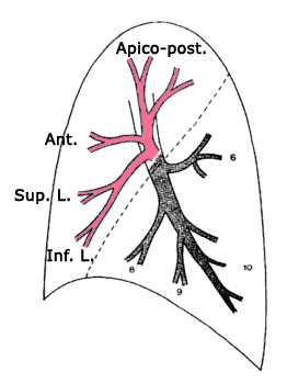 LUL Segmental Anatomy