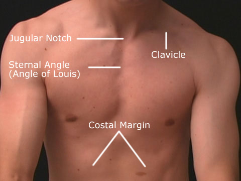 Surface Anatomy - Thorax