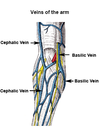 Basilic and Cephalic Veins