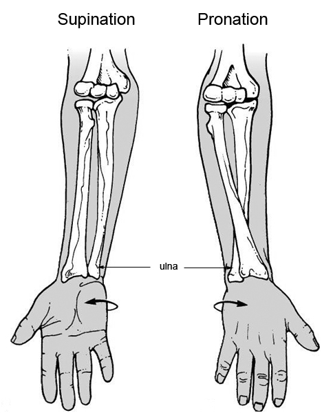 wrist pronation supination