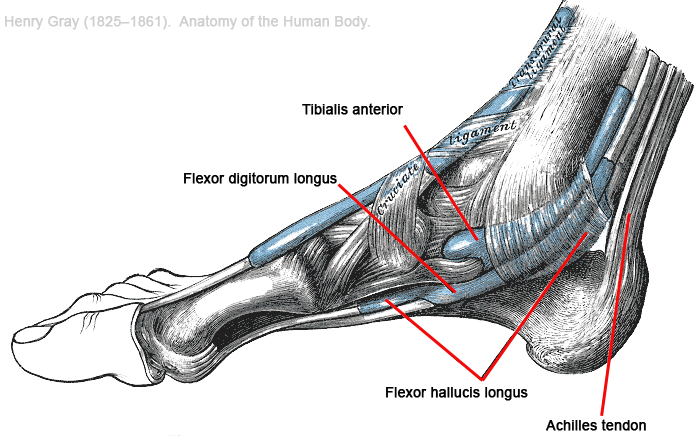 lateral ankle anatomy