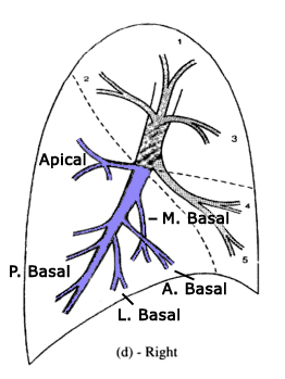 RLL segmental anatomy