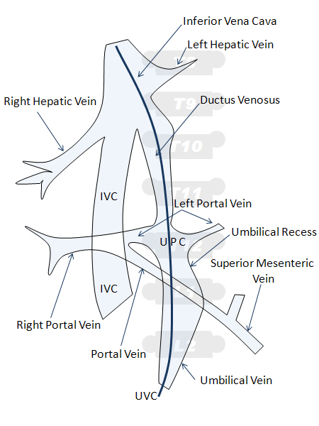 neonatal venous anatomy