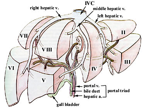segments of the liver