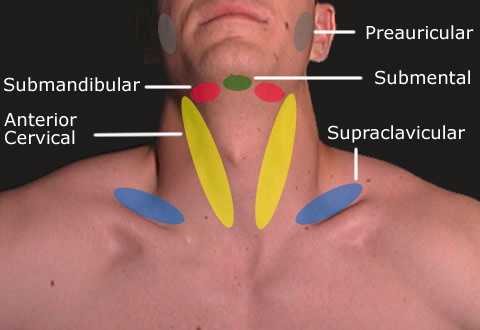 Surface Anatomy - Neck Lymph Nodes