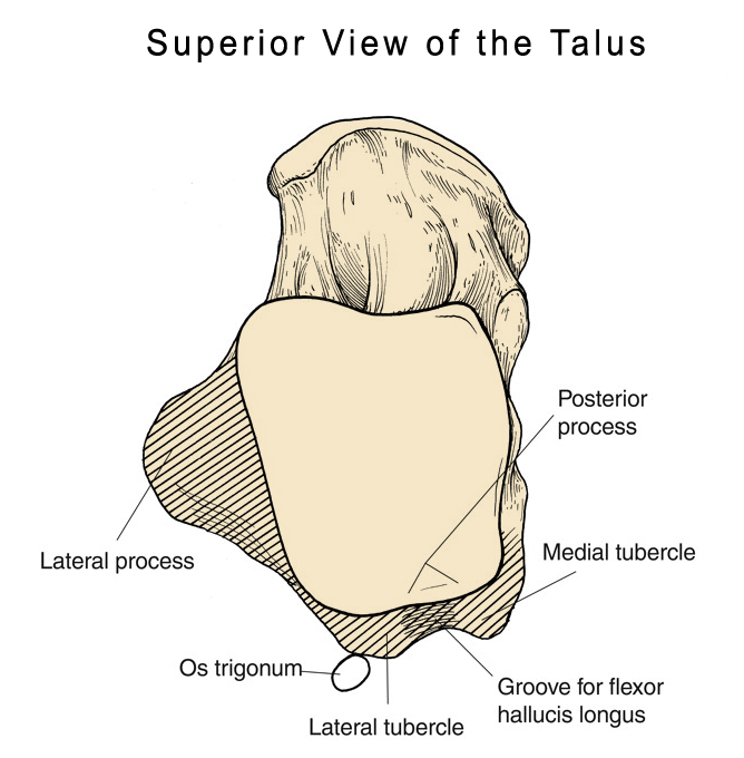 talus anatomy