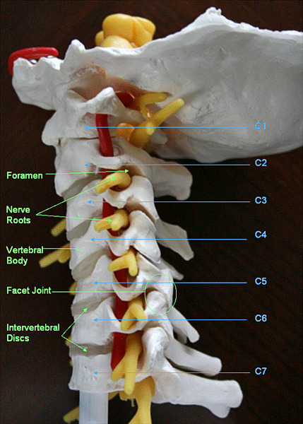 oblique cervical spine anatomy