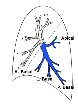 LLL segmental Anatomy
