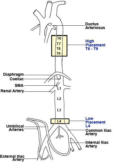 Artery Graphic
