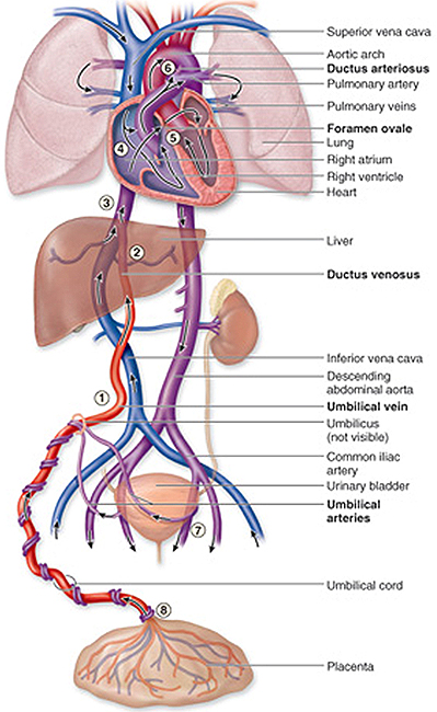 neonatal vascular anatomy'