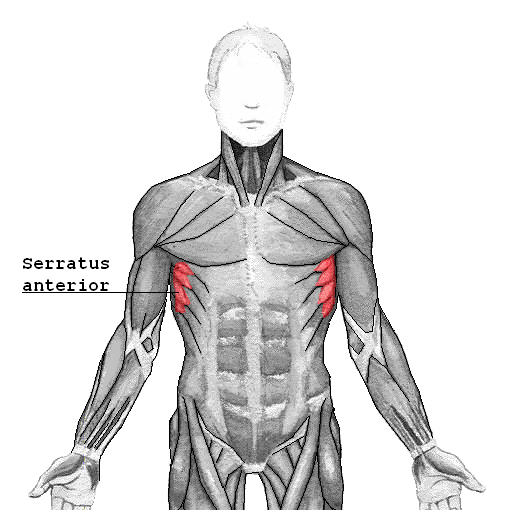 serratus muscle