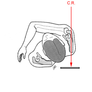 lateral scapula graphic