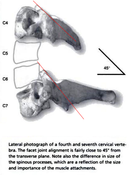 facet joint anatomy