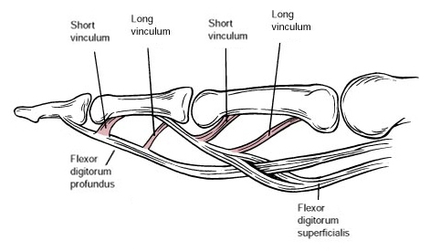finger flexor tendons