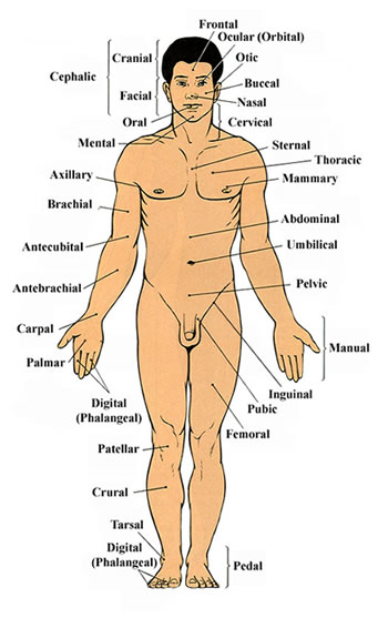 Anatomical Terms - wikiRadiography