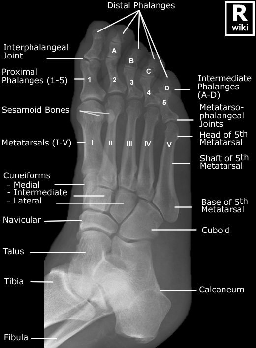 Foot Radiographic Anatomy - wikiRadiography