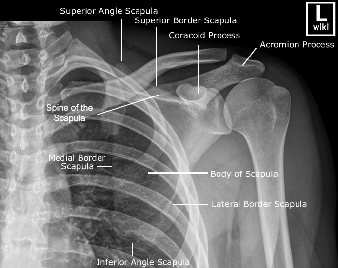 scapular anatomy