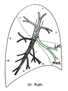 RML segmental anatomy