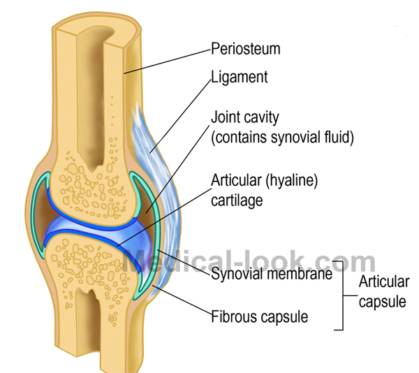 synovial joint anatomy