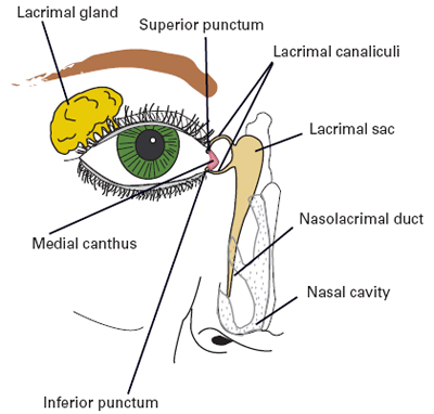 lacrimal system