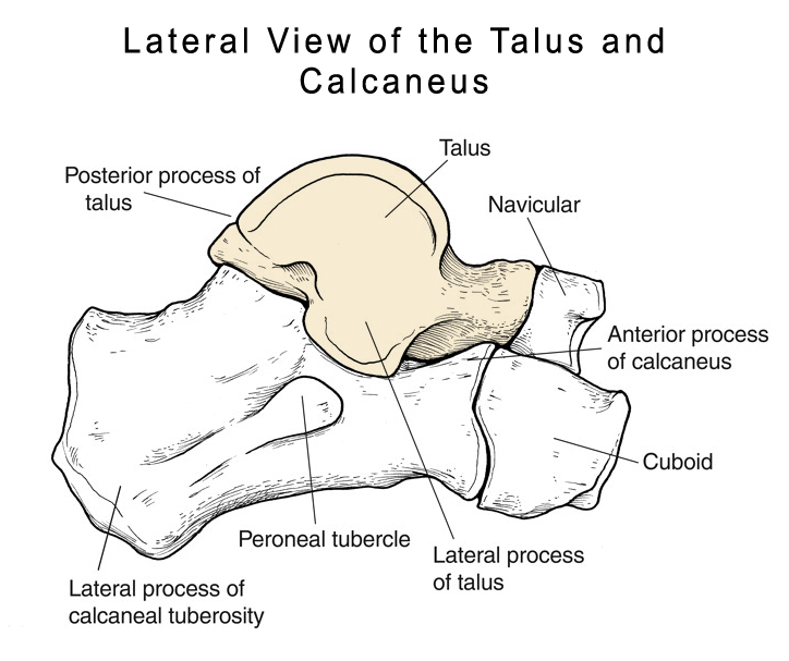 talus anatomy