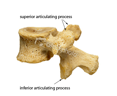 vertebra