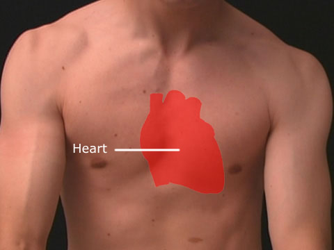 Surface Anatomy - Heart