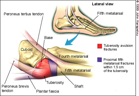 foot and ankle anatomy