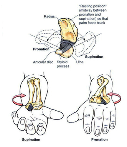 pronation supination