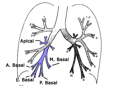 RLL segmental anatomy