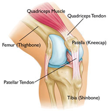 quadriceps tendon