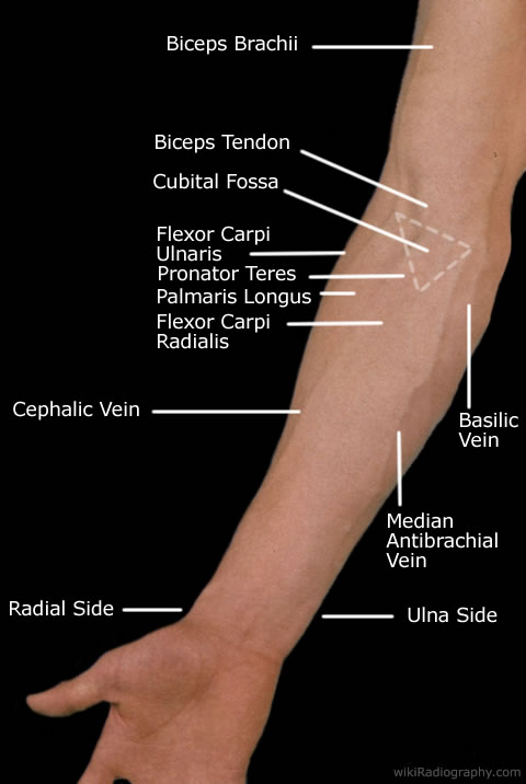 Elbow/Forearm - wikiRadiography
