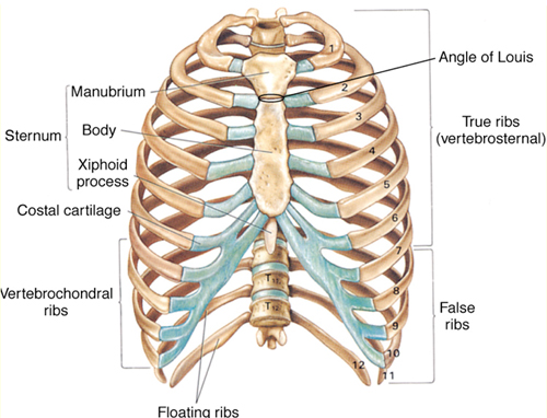 rib anatomy