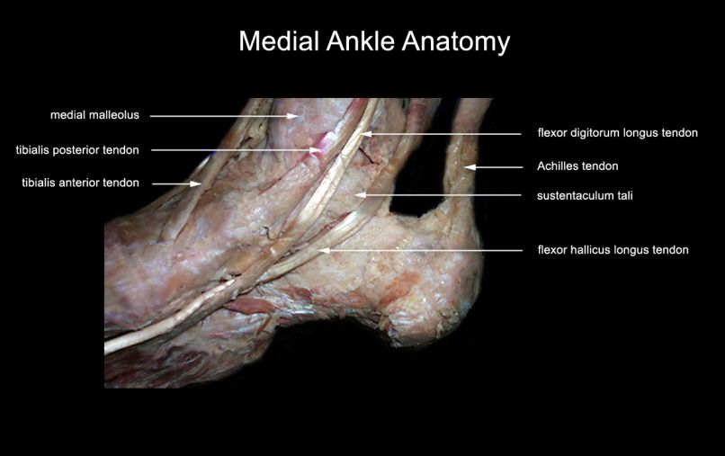 medial ankle anatomy