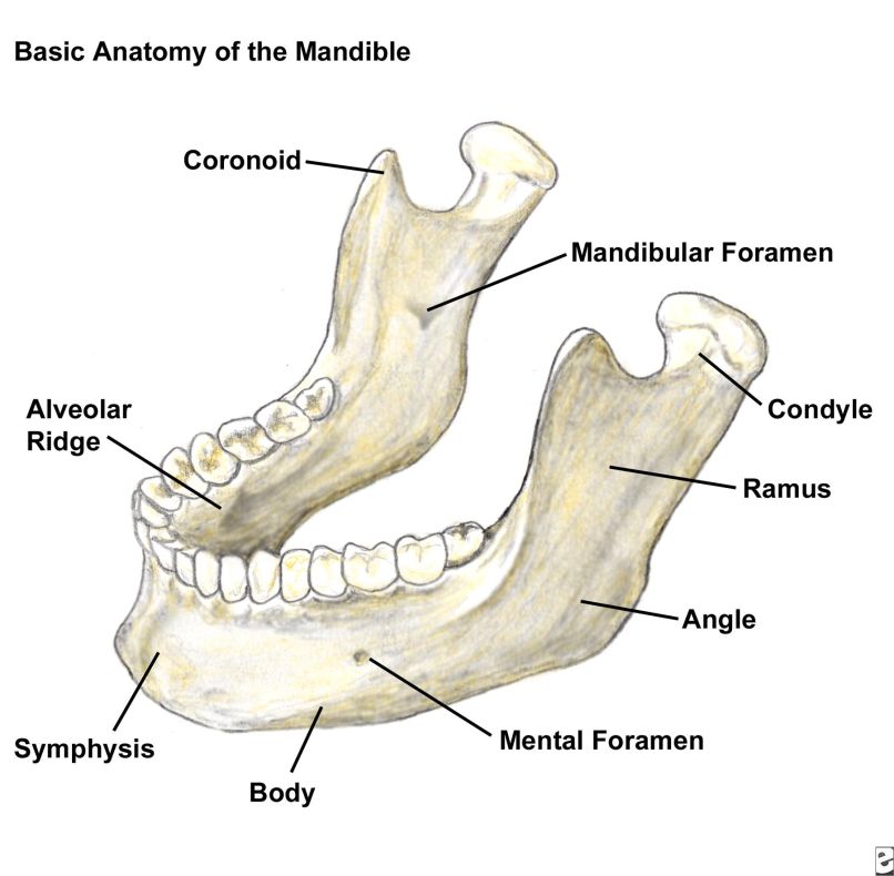 mandibular anatomy