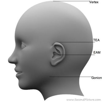 Surface Anatomy - Head - wikiRadiography
