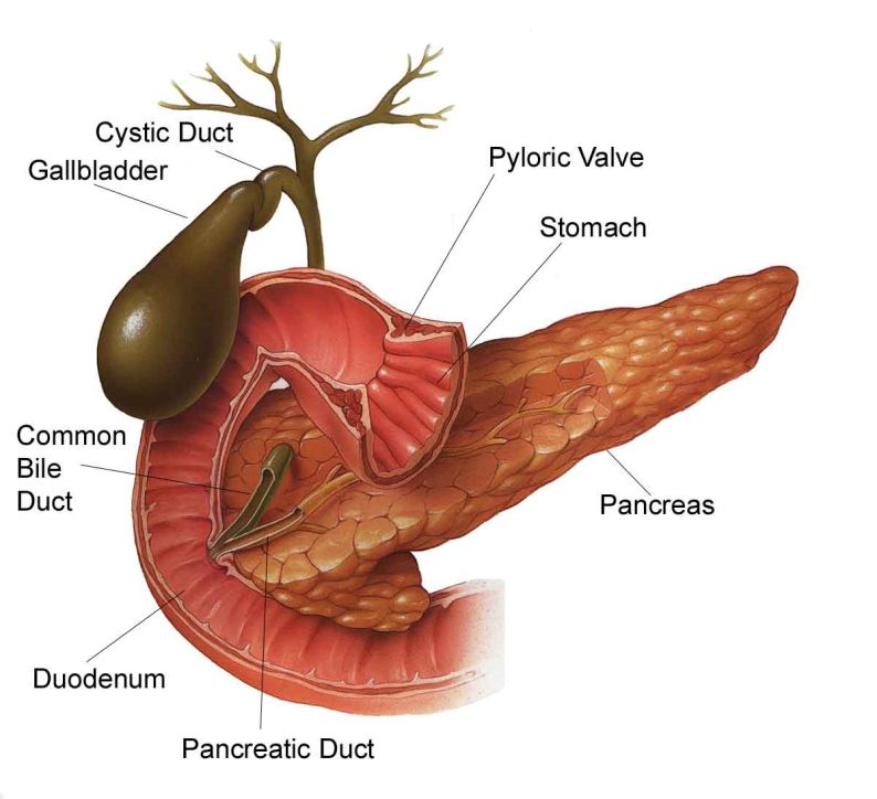 biliary tree anatomy
